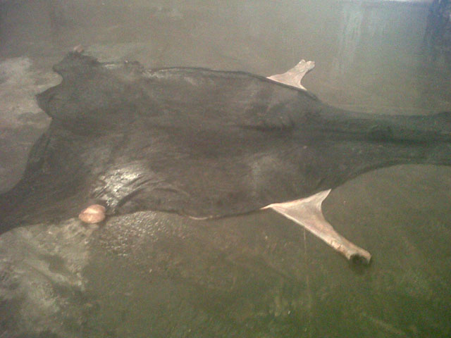 Horse hides from Argentina Horse hides from Argentina